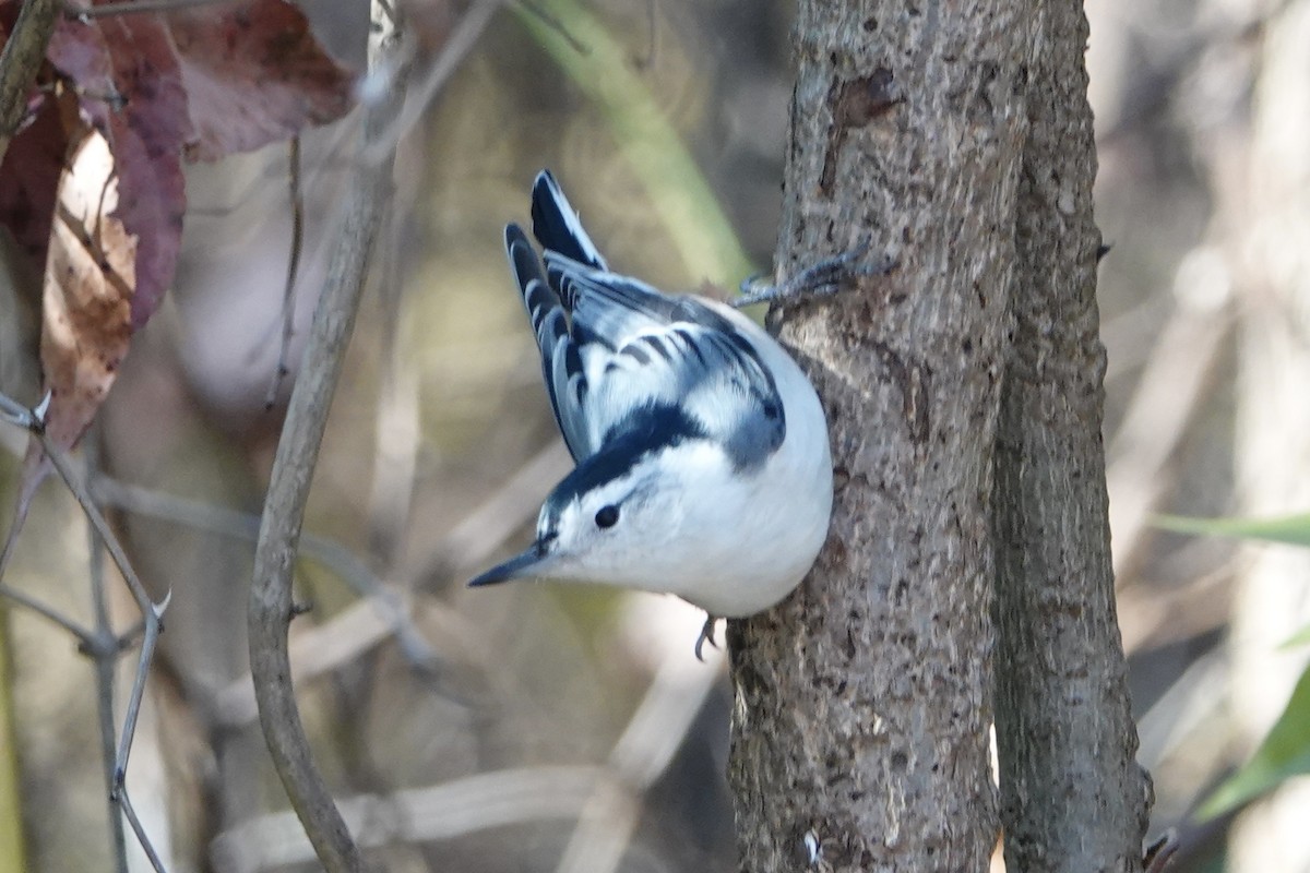 Weißbrustkleiber - ML644901376