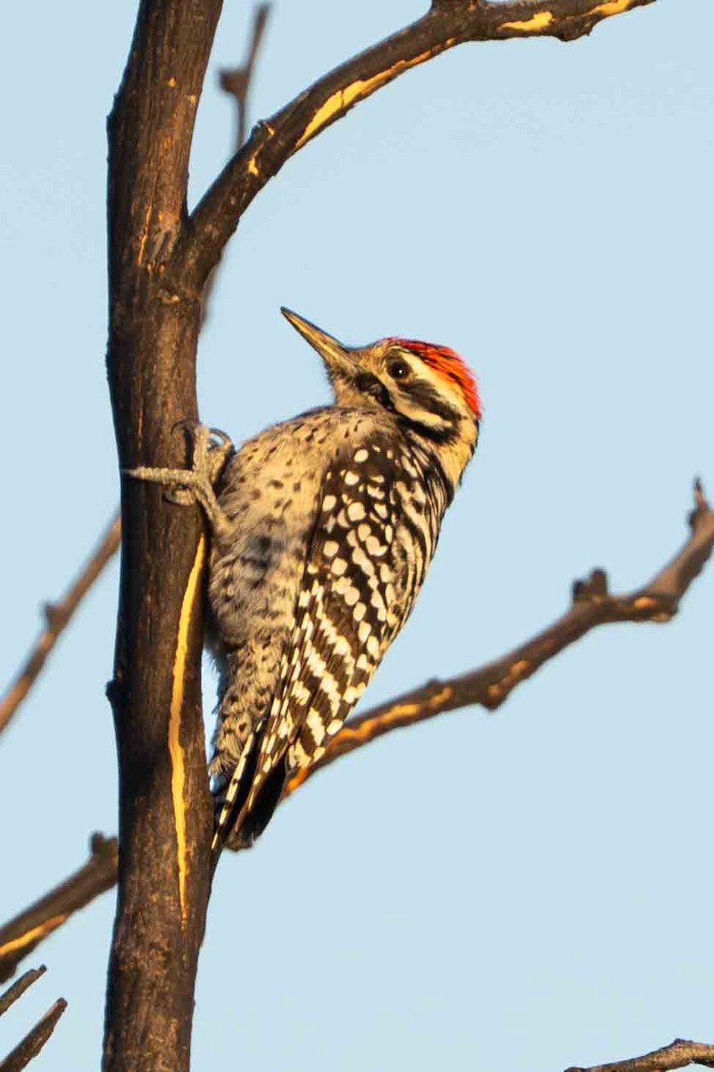 Ladder-backed Woodpecker - ML644901380