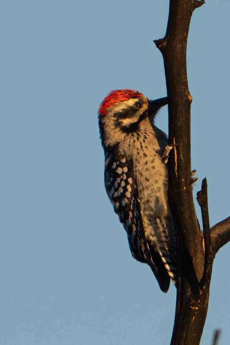 Ladder-backed Woodpecker - ML644901381