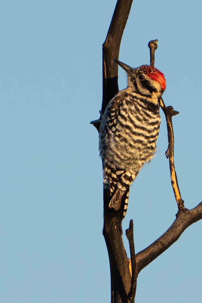 Ladder-backed Woodpecker - ML644901382