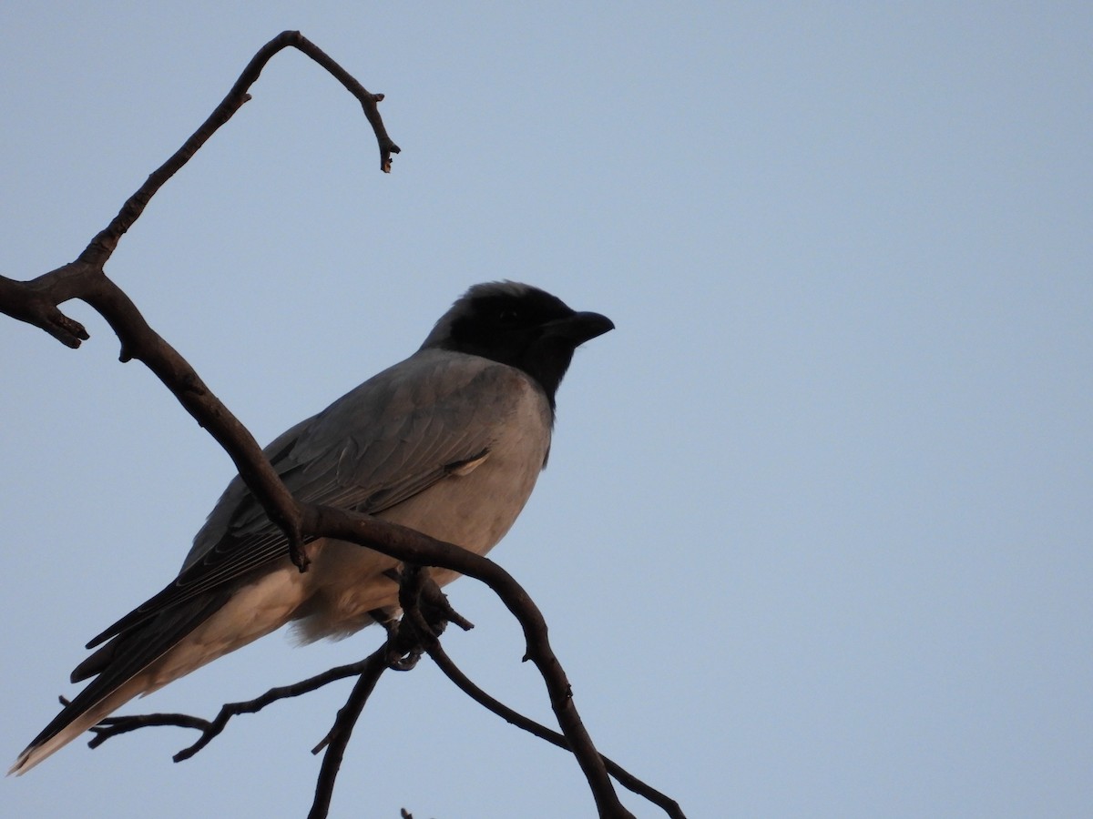 Black-faced Cuckooshrike - ML644901383