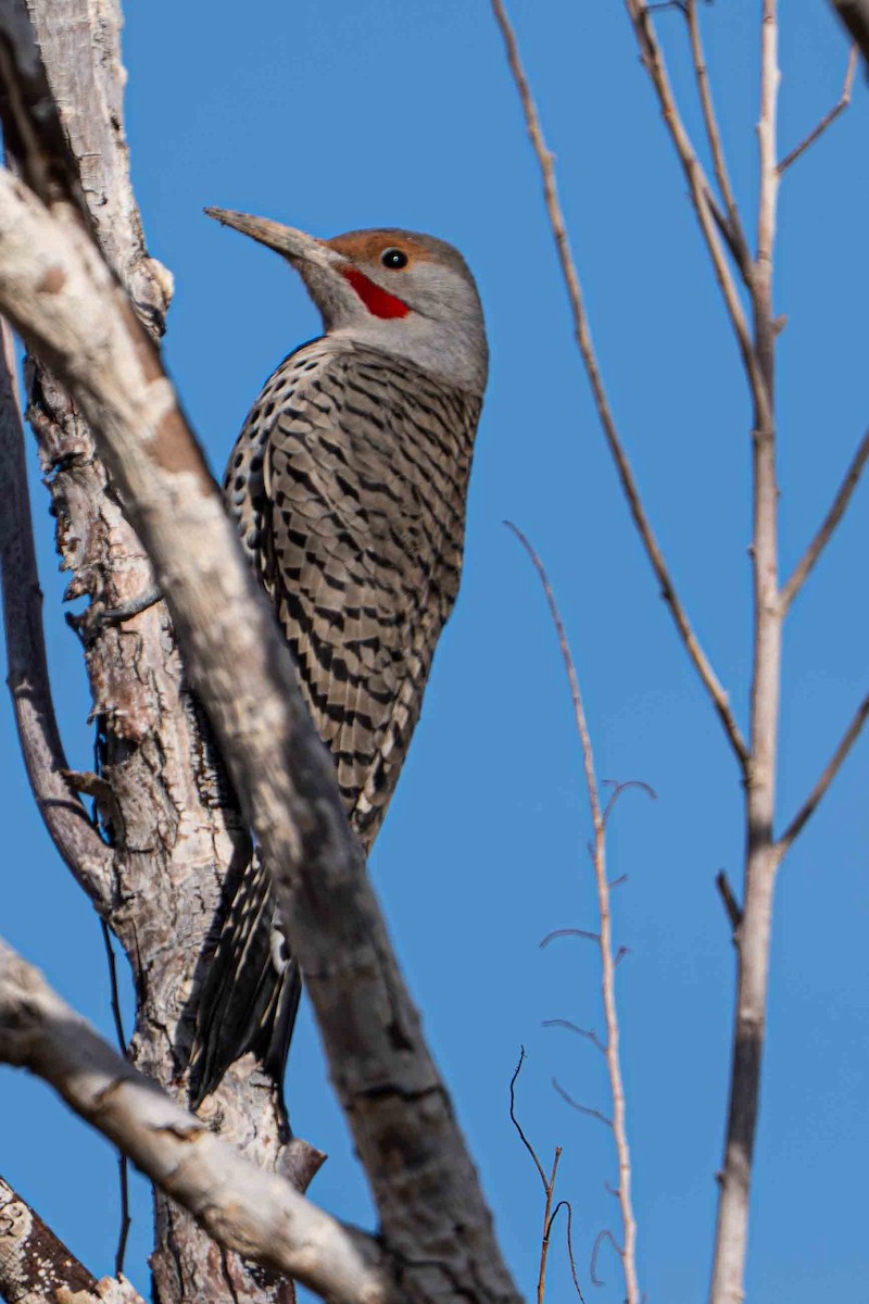 Altın Ağaçkakan - ML644901388