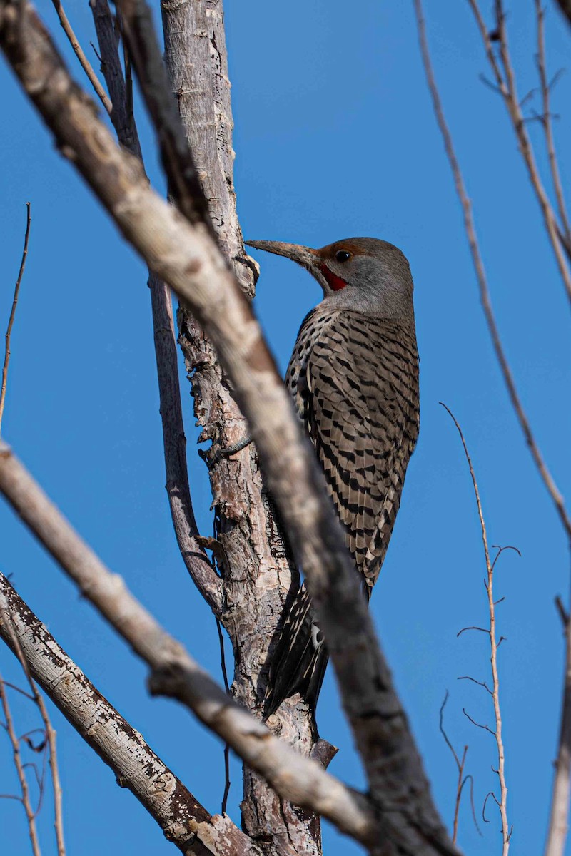 Altın Ağaçkakan - ML644901389