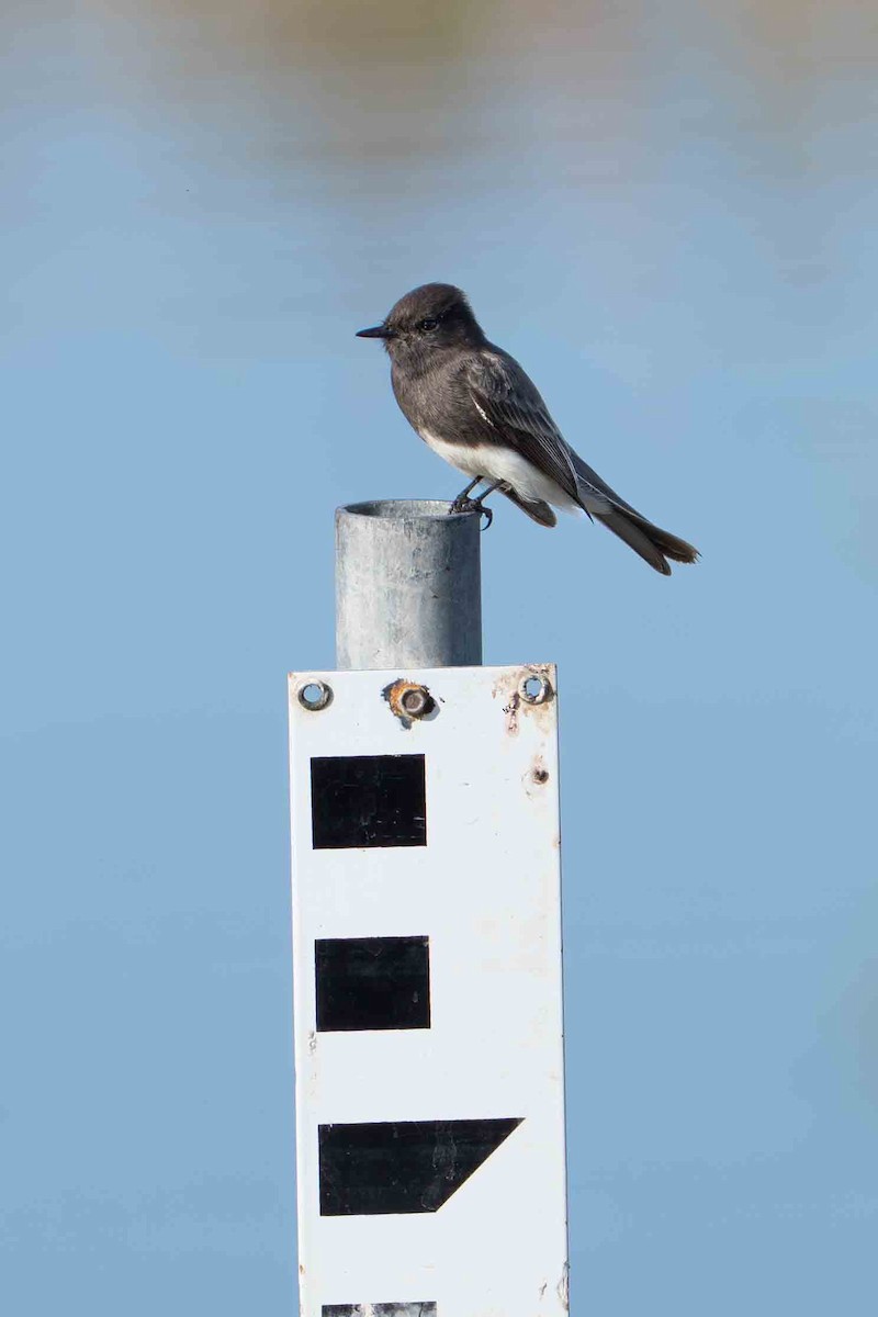 Black Phoebe - ML644901391