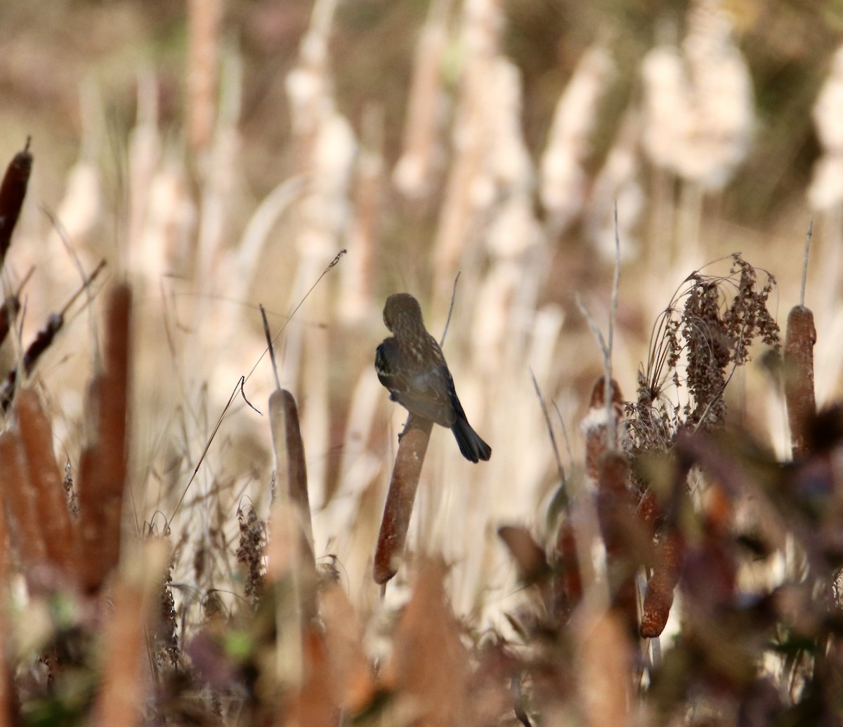 Red-winged Blackbird - ML644901398