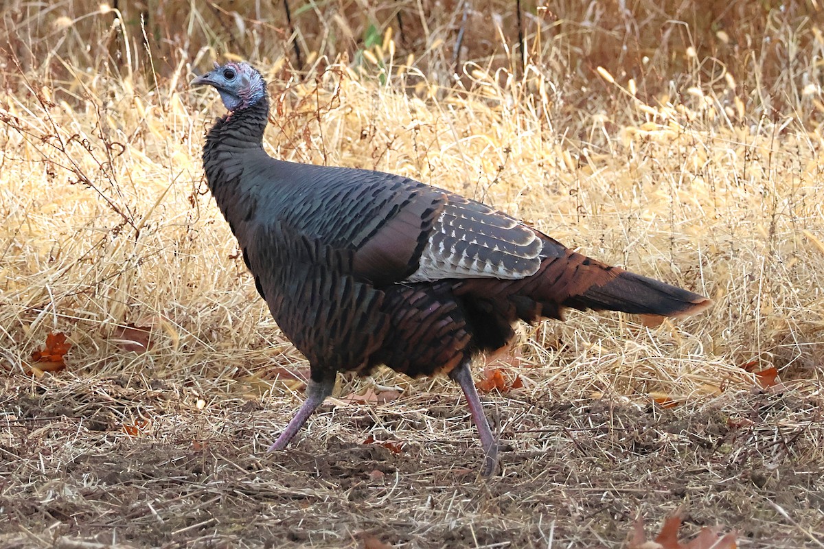 Guajolote Gallipavo - ML644901399