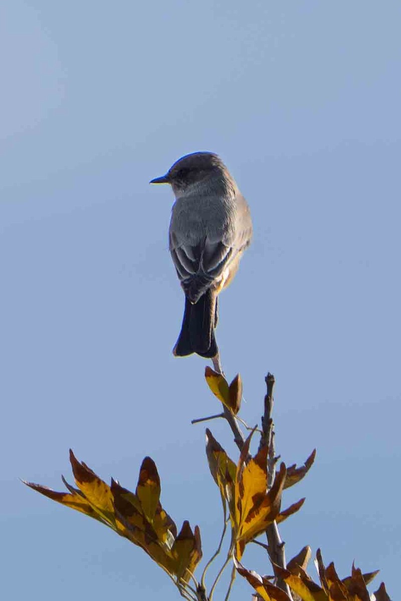 Say's Phoebe - ML644901400