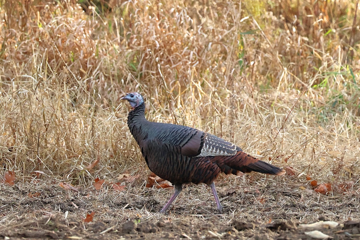 Guajolote Gallipavo - ML644901402