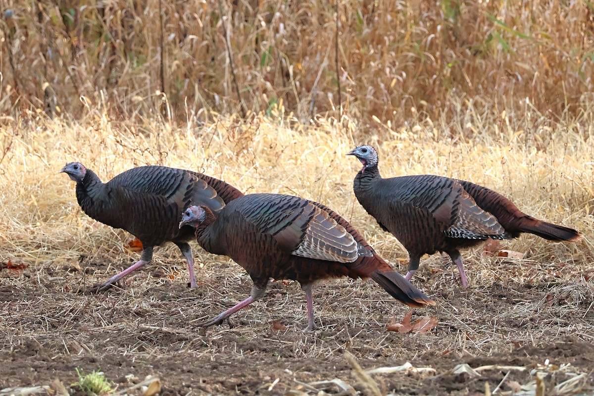 Guajolote Gallipavo - ML644901403