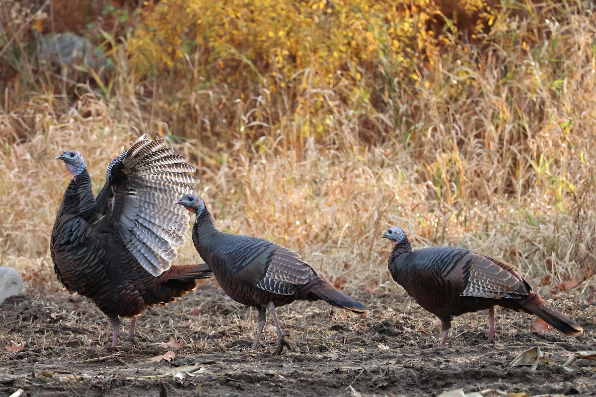 Guajolote Gallipavo - ML644901404