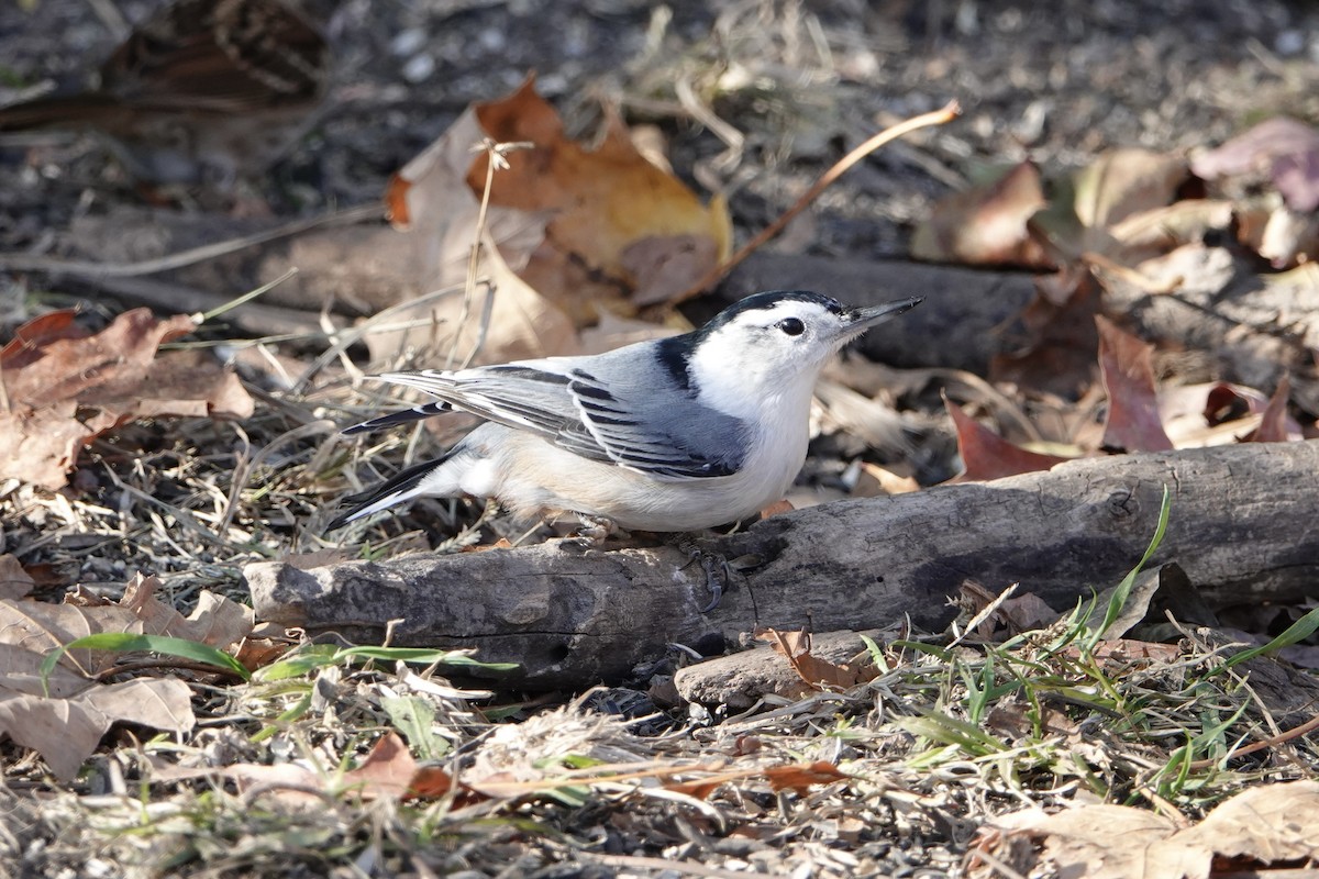 Weißbrustkleiber - ML644901406