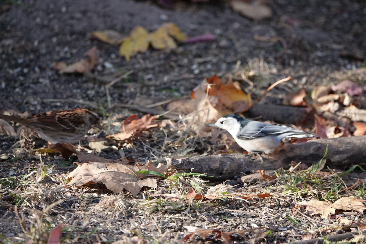 Weißbrustkleiber - ML644901407