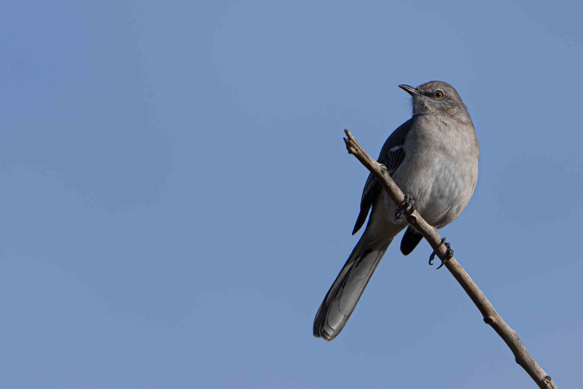Northern Mockingbird - ML644901416