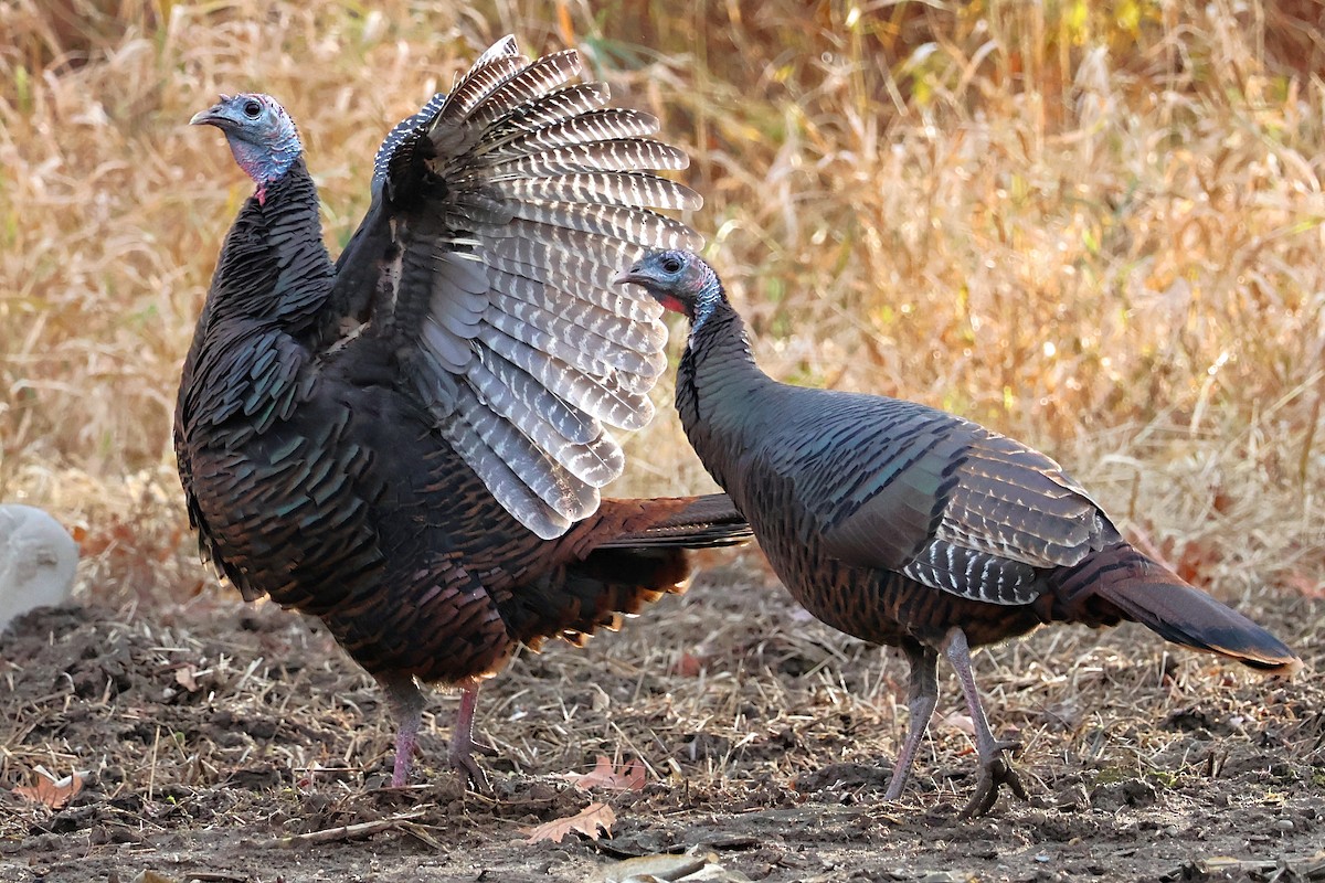 Guajolote Gallipavo - ML644901426