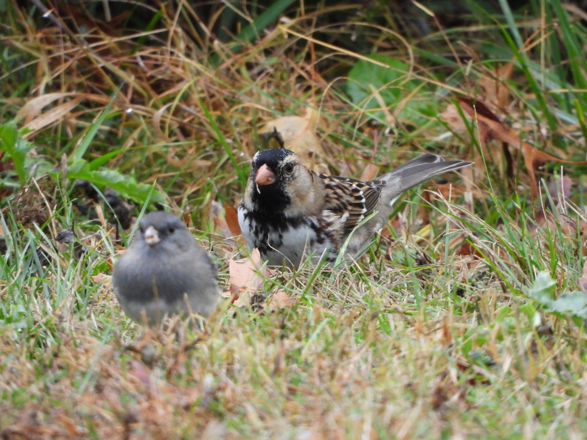 Harris's Sparrow - ML644901449