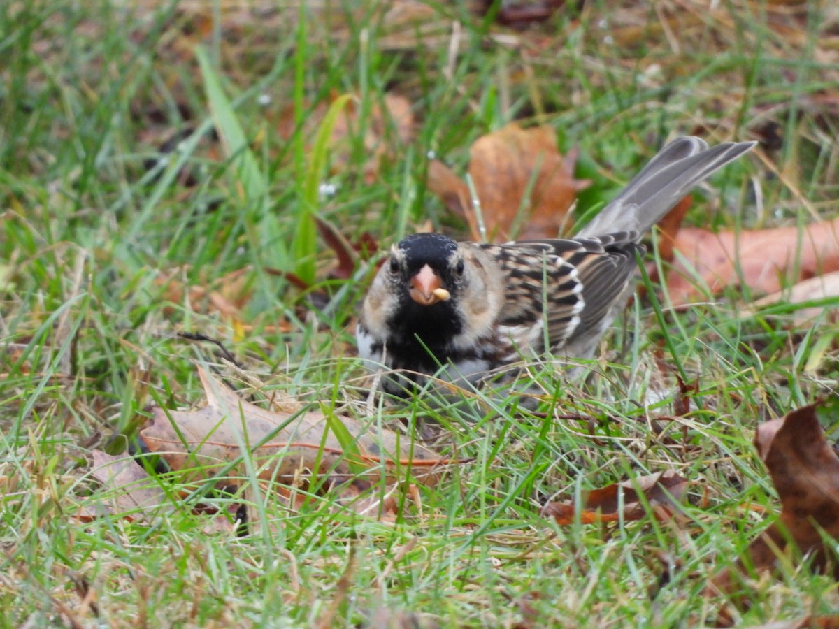 Harris's Sparrow - ML644901450