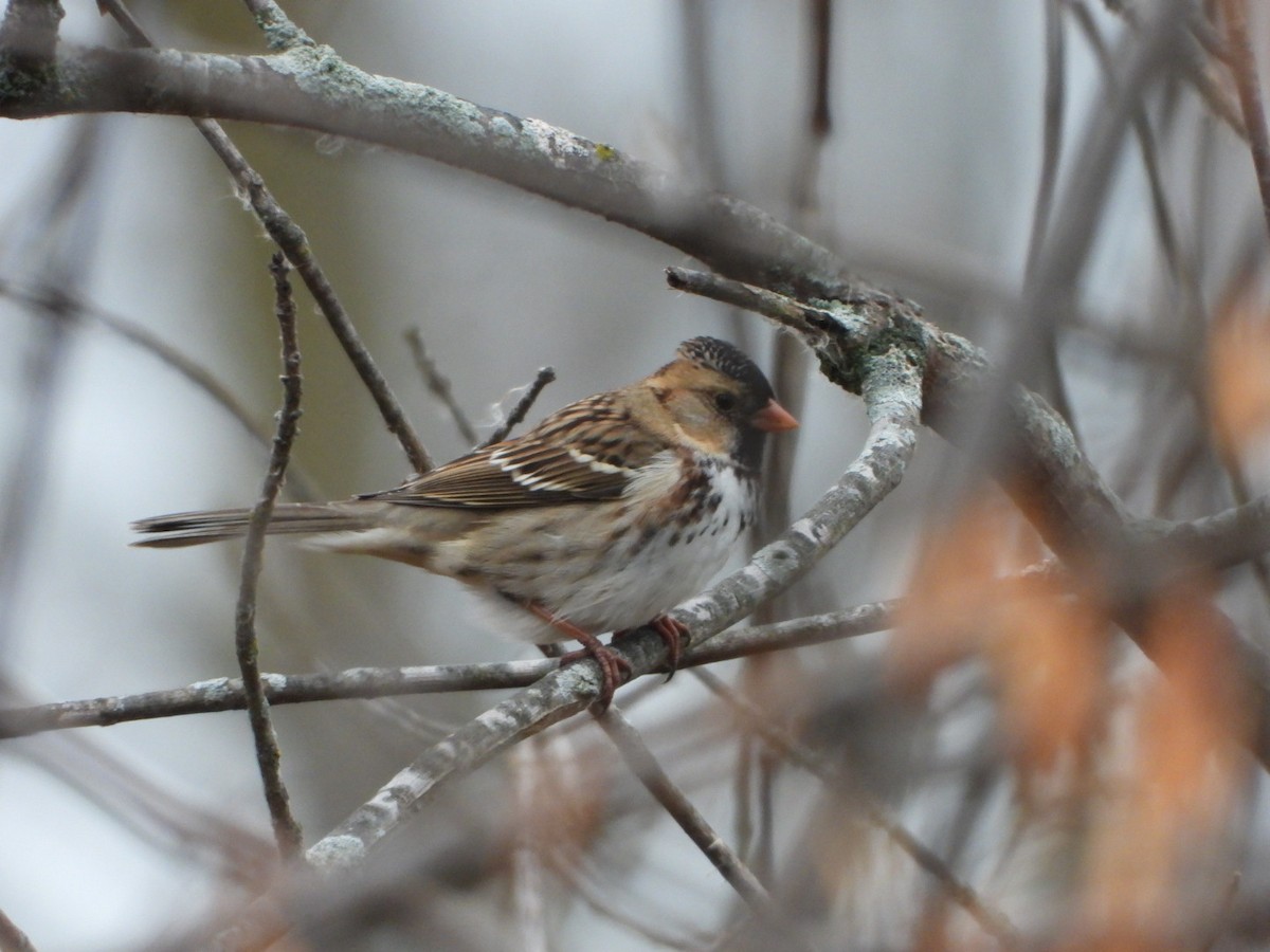 Harris's Sparrow - ML644901451