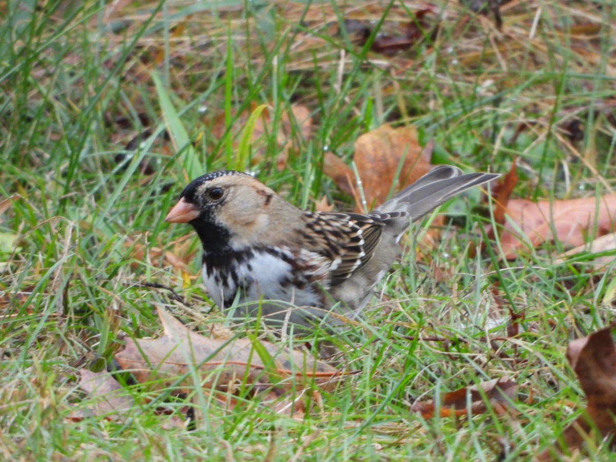 Harris's Sparrow - ML644901452