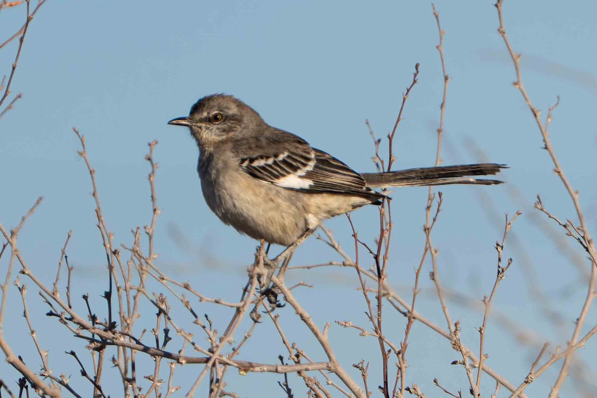 Northern Mockingbird - ML644901458