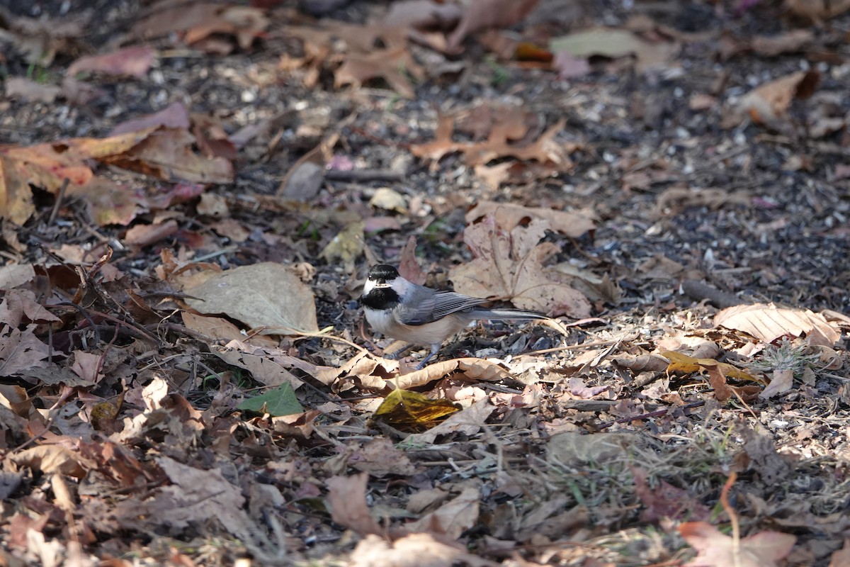 Carolina Chickadee - ML644901460