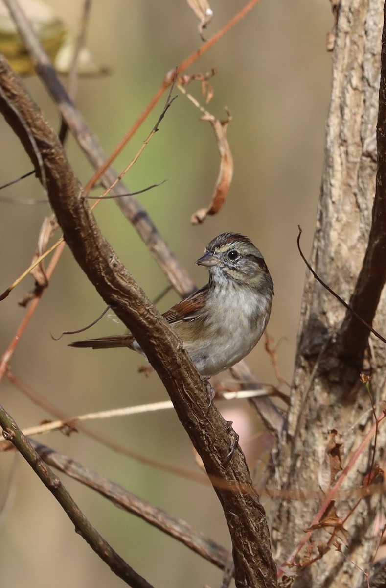 Swamp Sparrow - ML644901461