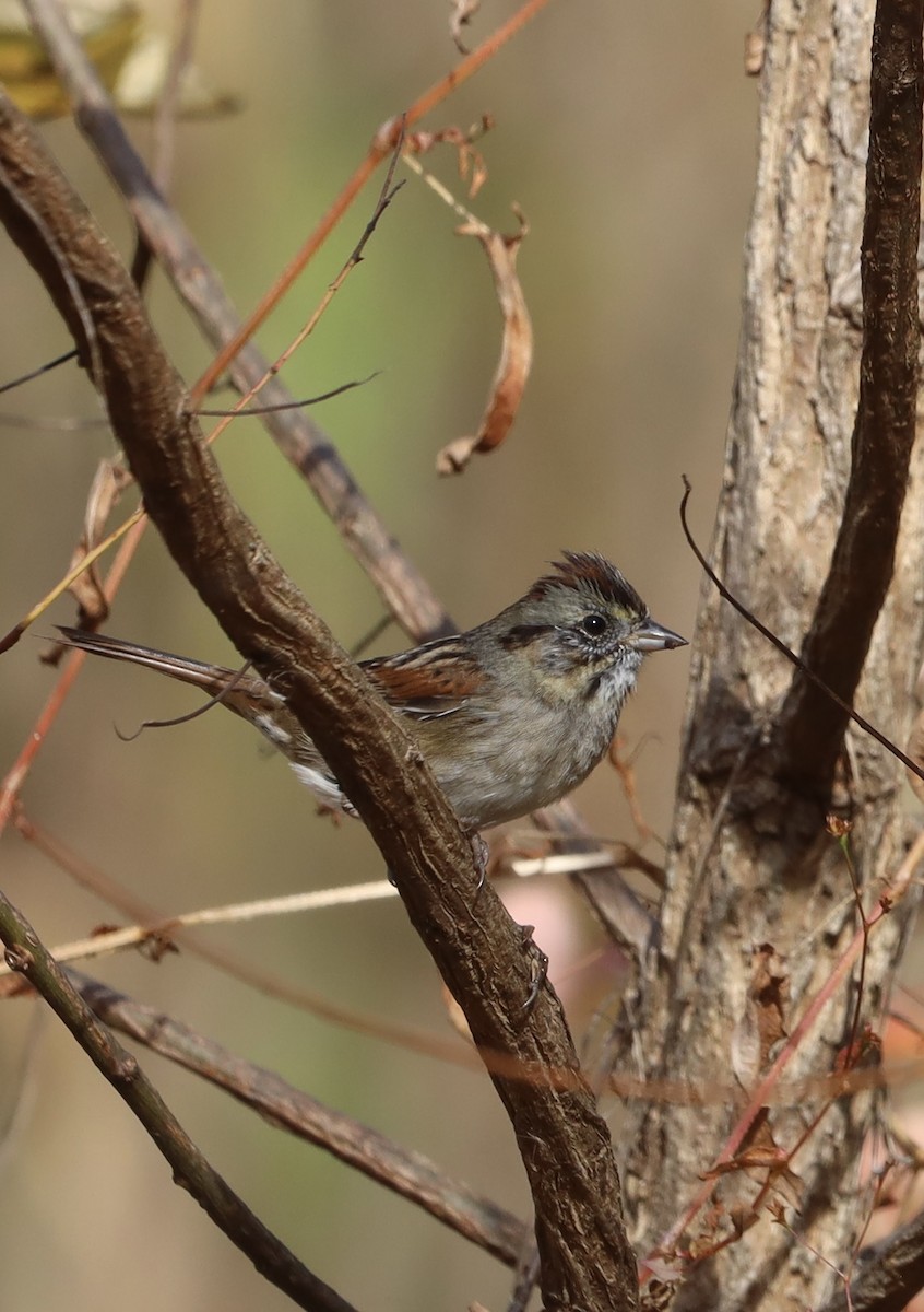Swamp Sparrow - ML644901462
