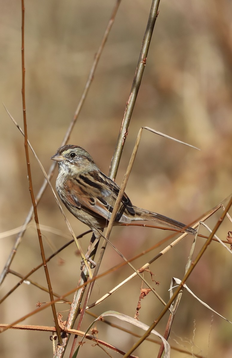 Swamp Sparrow - ML644901463