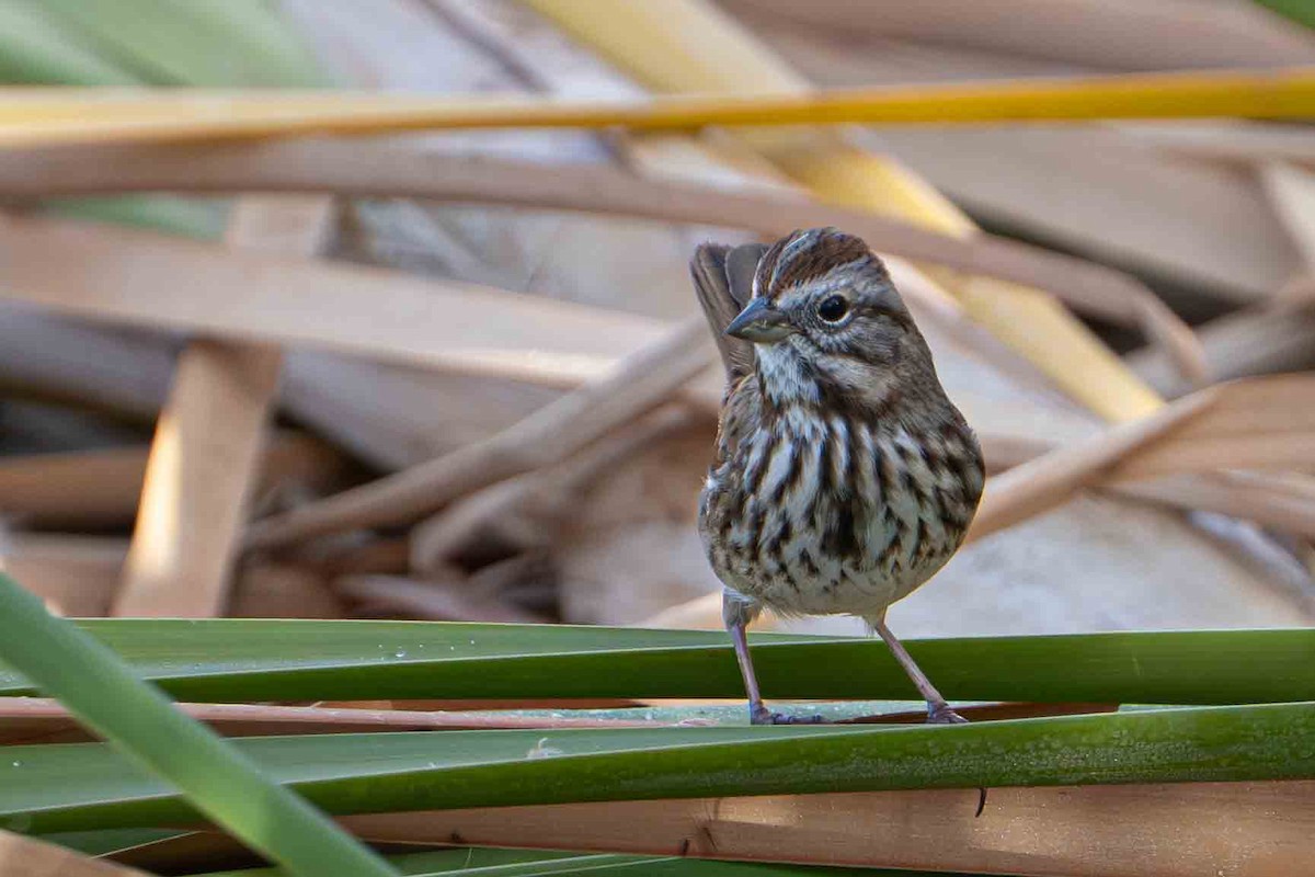 Song Sparrow - ML644901476