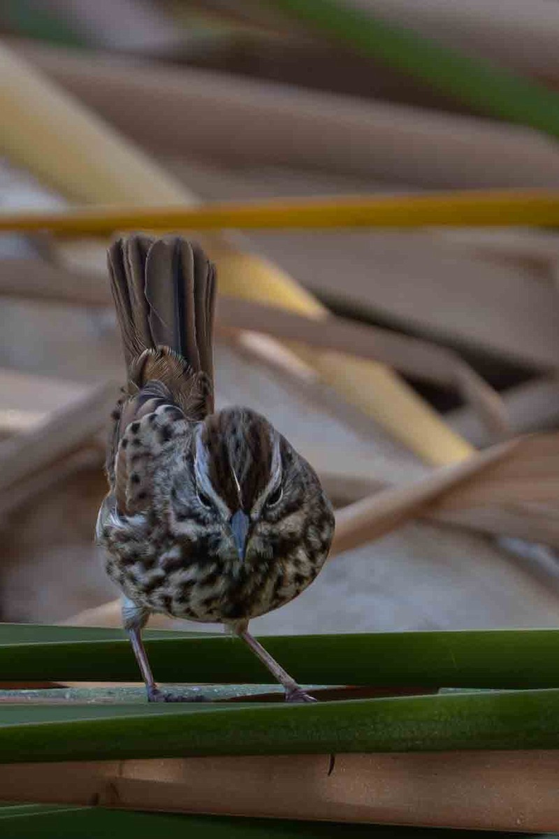 Song Sparrow - ML644901477