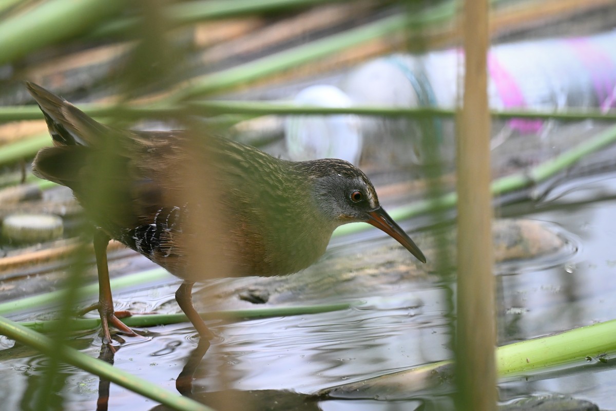 Пастушок віргінський - ML644901480
