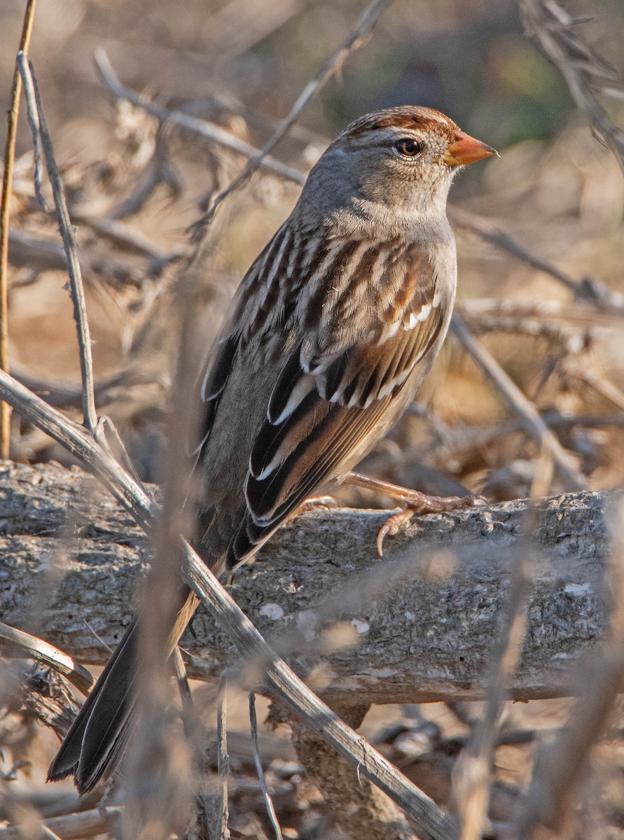 White-crowned Sparrow - ML644901488