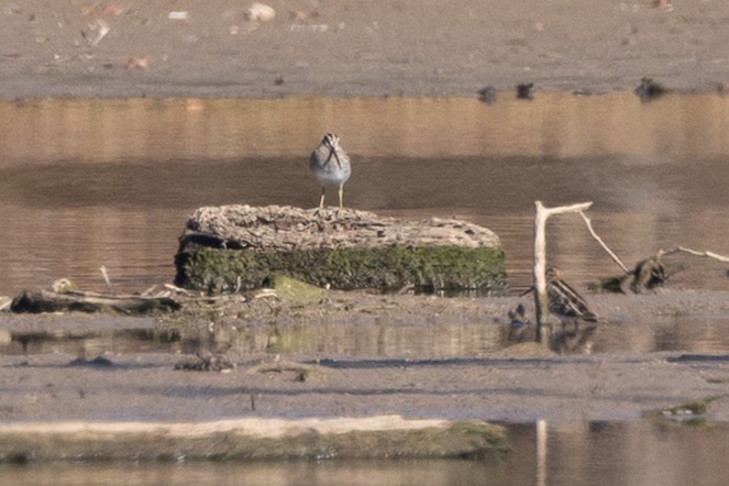 Wilson's Snipe - ML644901493