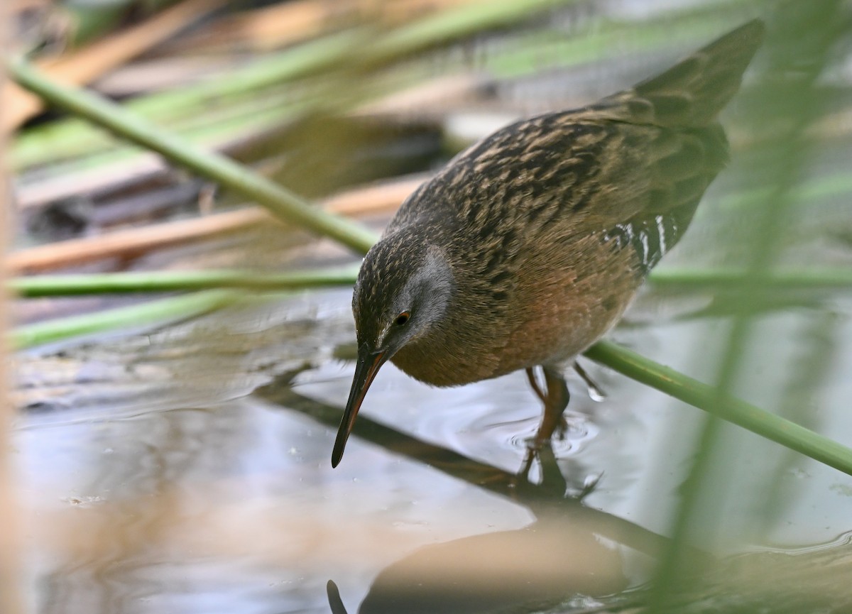 Пастушок віргінський - ML644901497