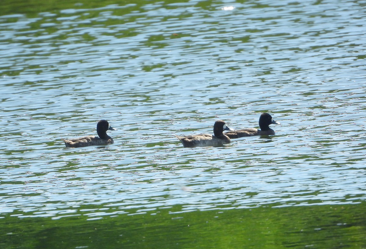 小斑背潛鴨 - ML644901499
