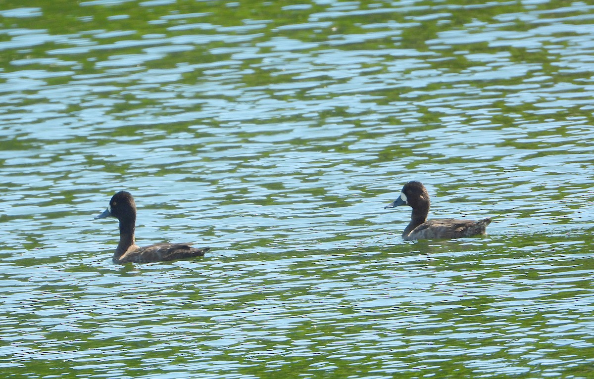 小斑背潛鴨 - ML644901500