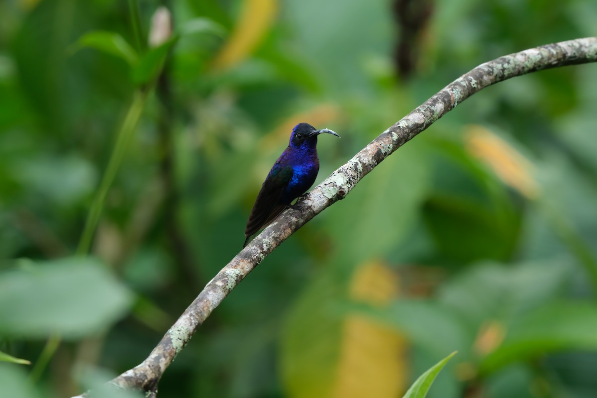 Violet Sabrewing - ML644901503