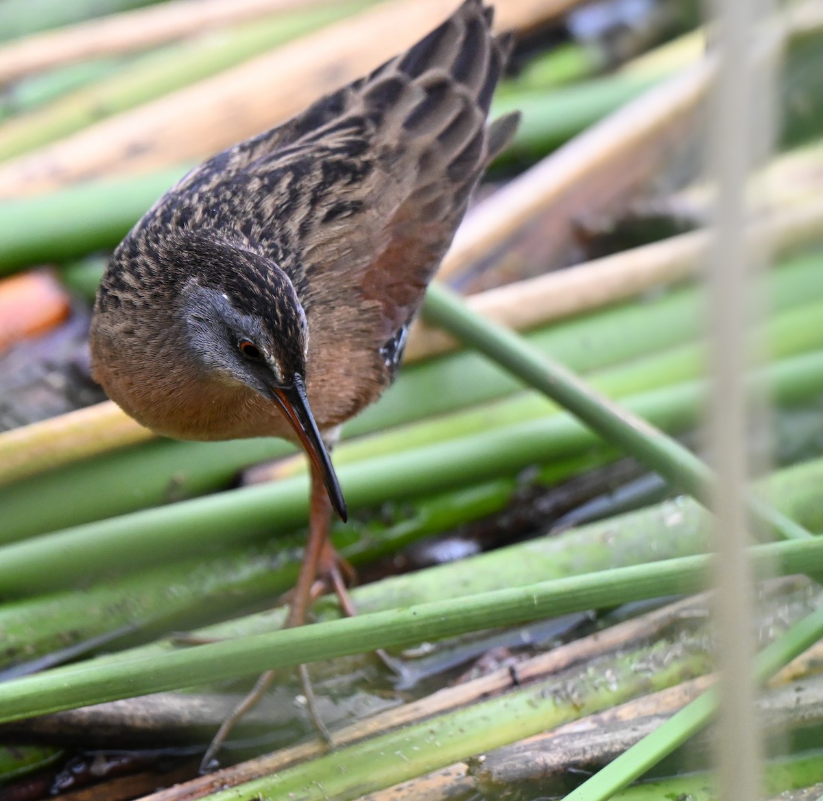 Пастушок віргінський - ML644901511