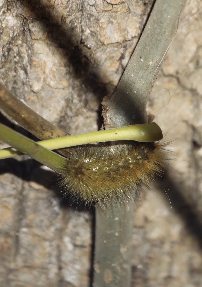 Animals - ML644901513