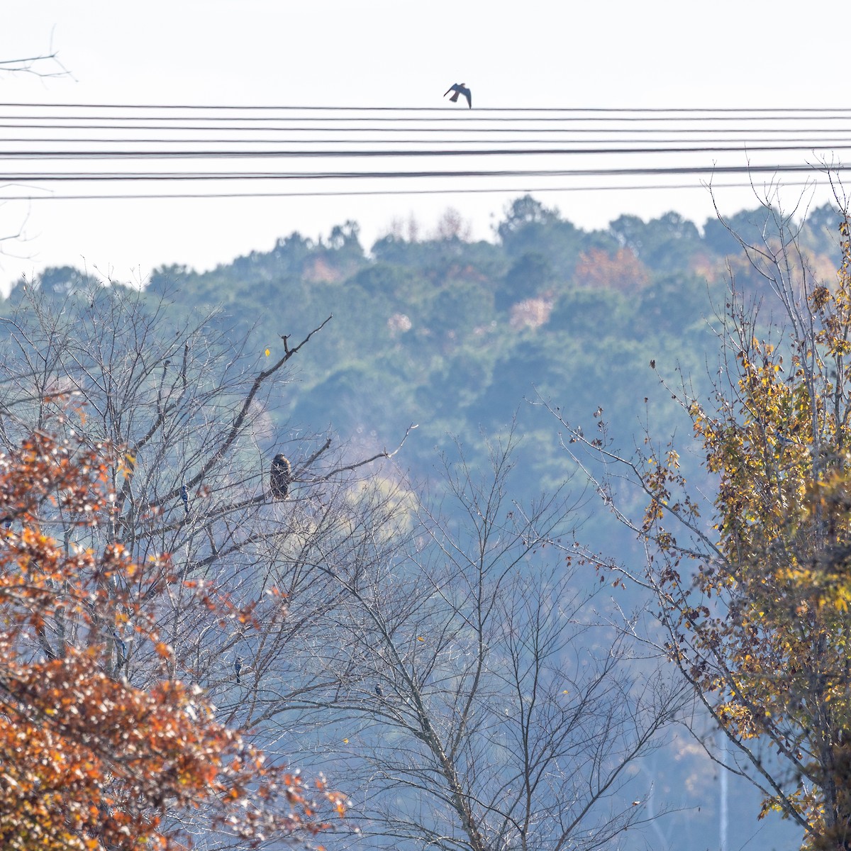 בז אמריקני - ML644901522