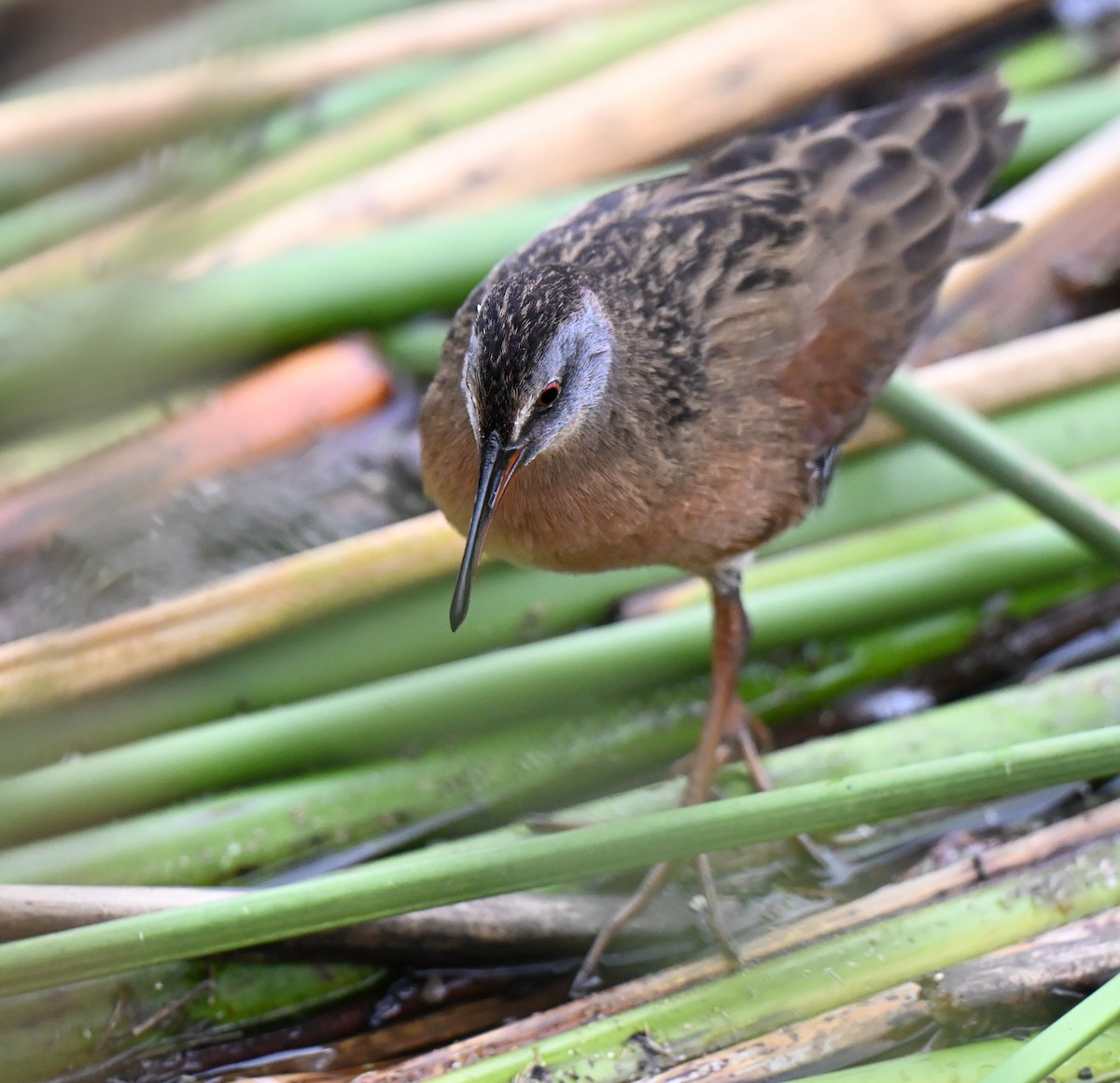 Пастушок віргінський - ML644901524