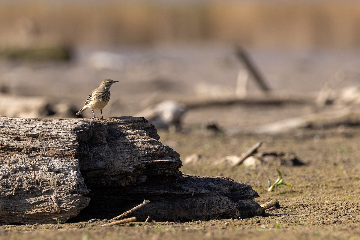 פפיון אמריקני - ML644901553
