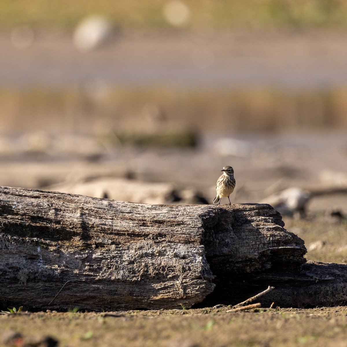 פפיון אמריקני - ML644901554