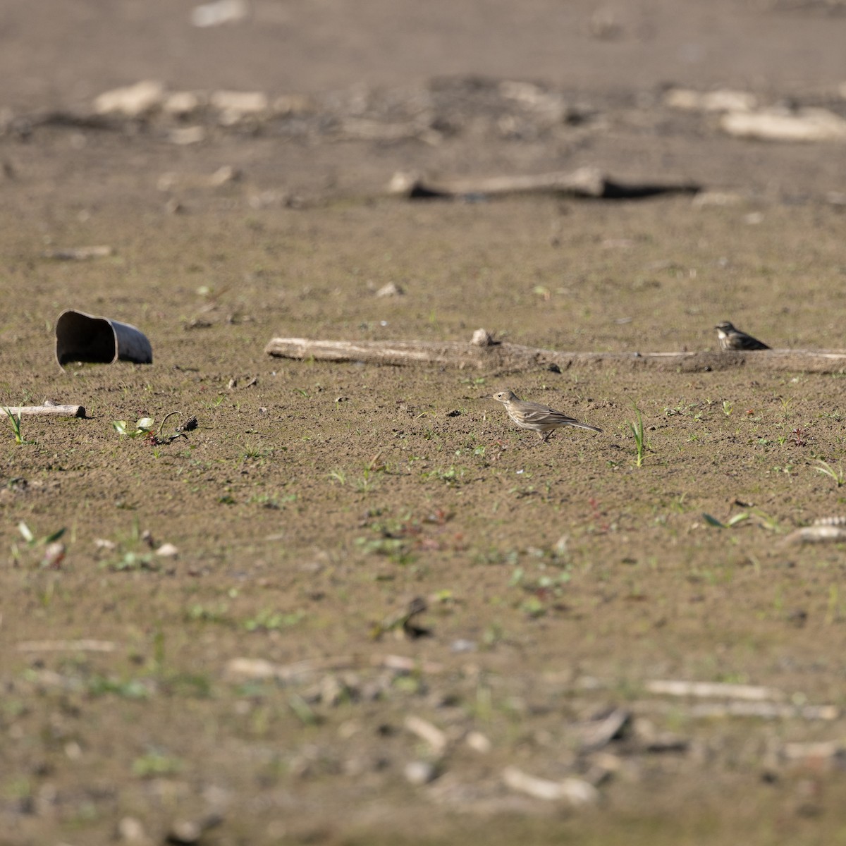 פפיון אמריקני - ML644901555
