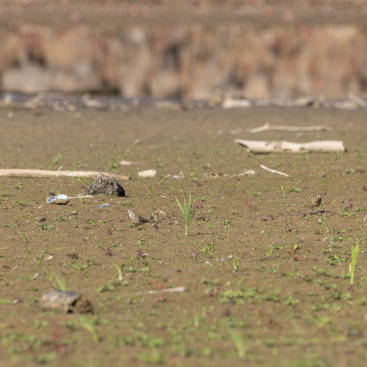 פפיון אמריקני - ML644901556