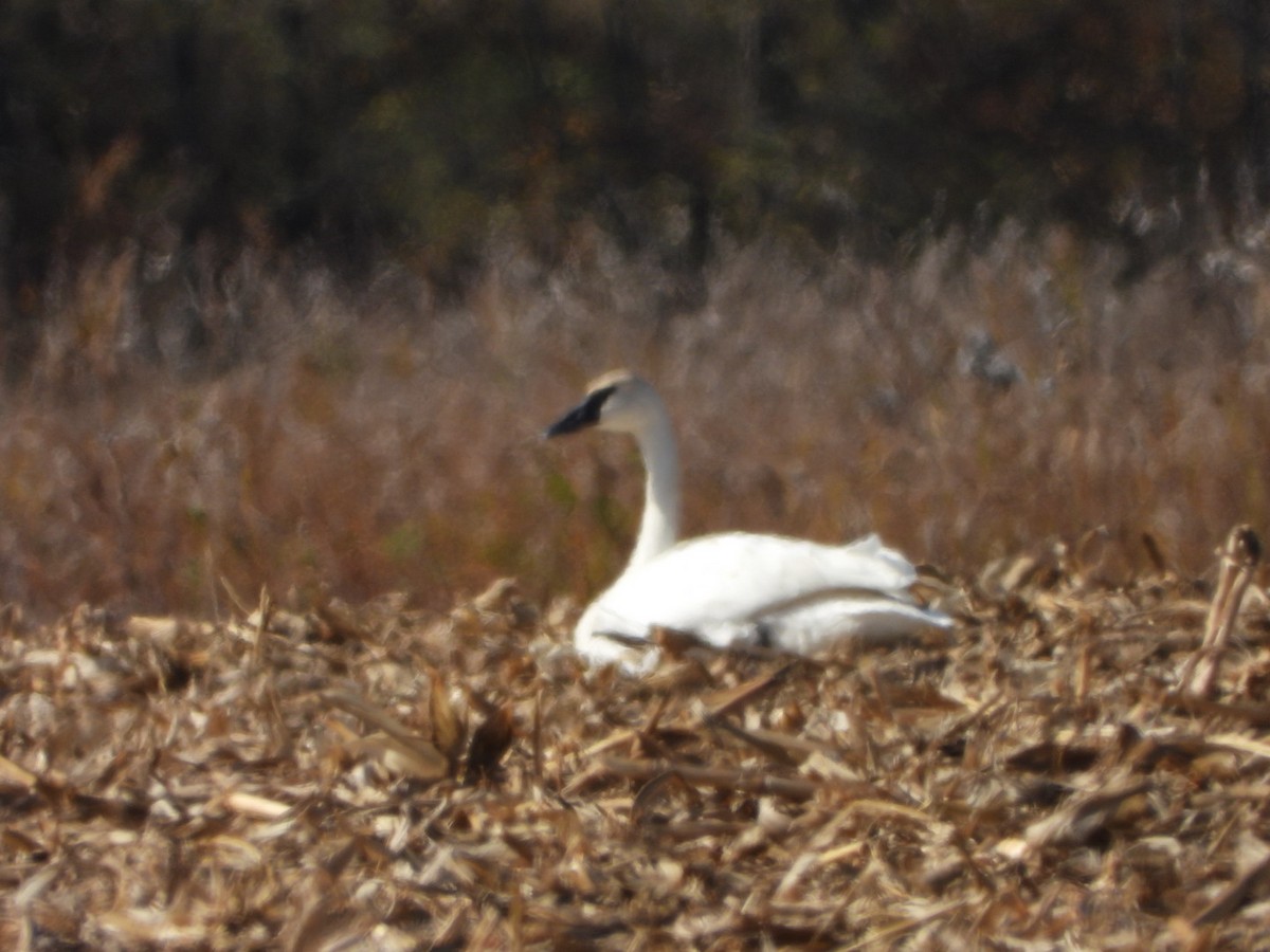 labuť trubač - ML644901577