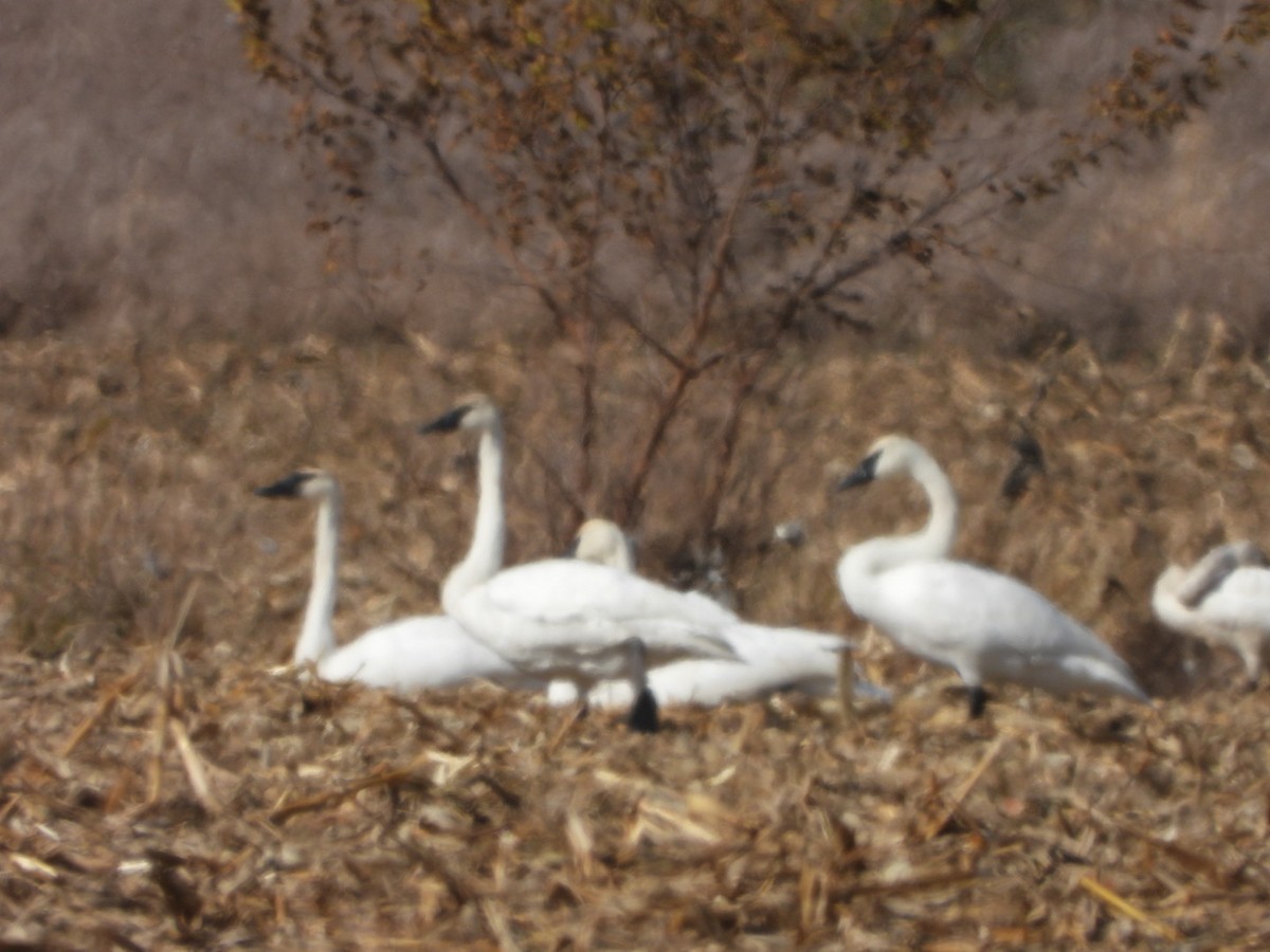 labuť trubač - ML644901580