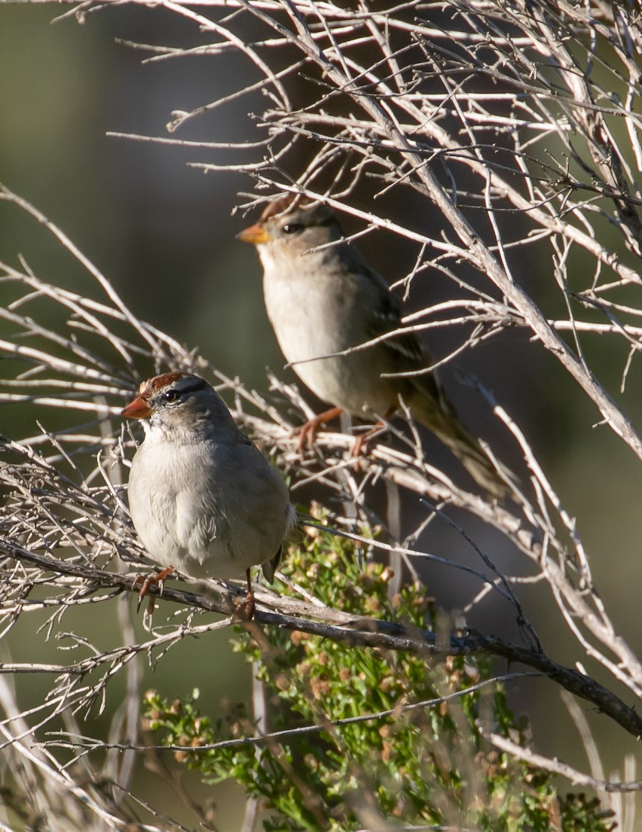White-crowned Sparrow - ML644901596