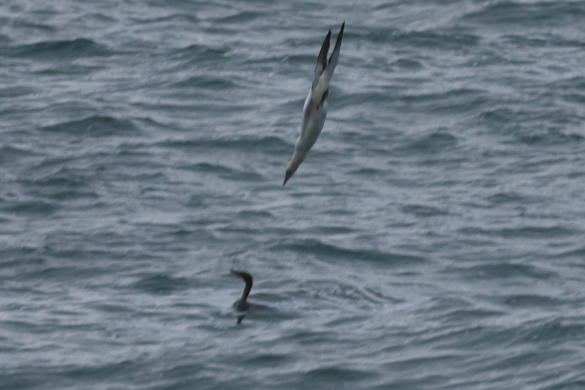 Northern Gannet - ML644901608