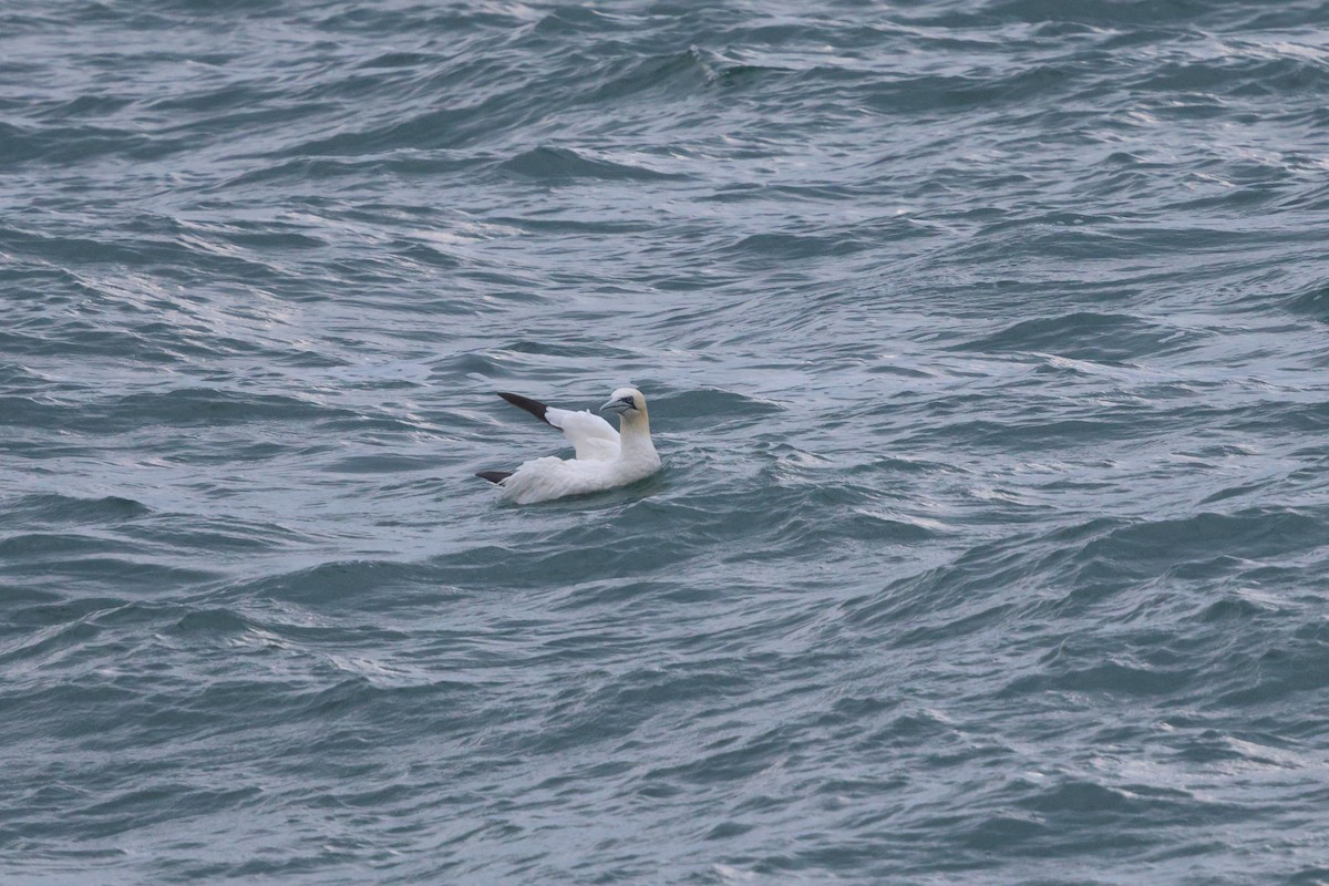 Northern Gannet - ML644901609