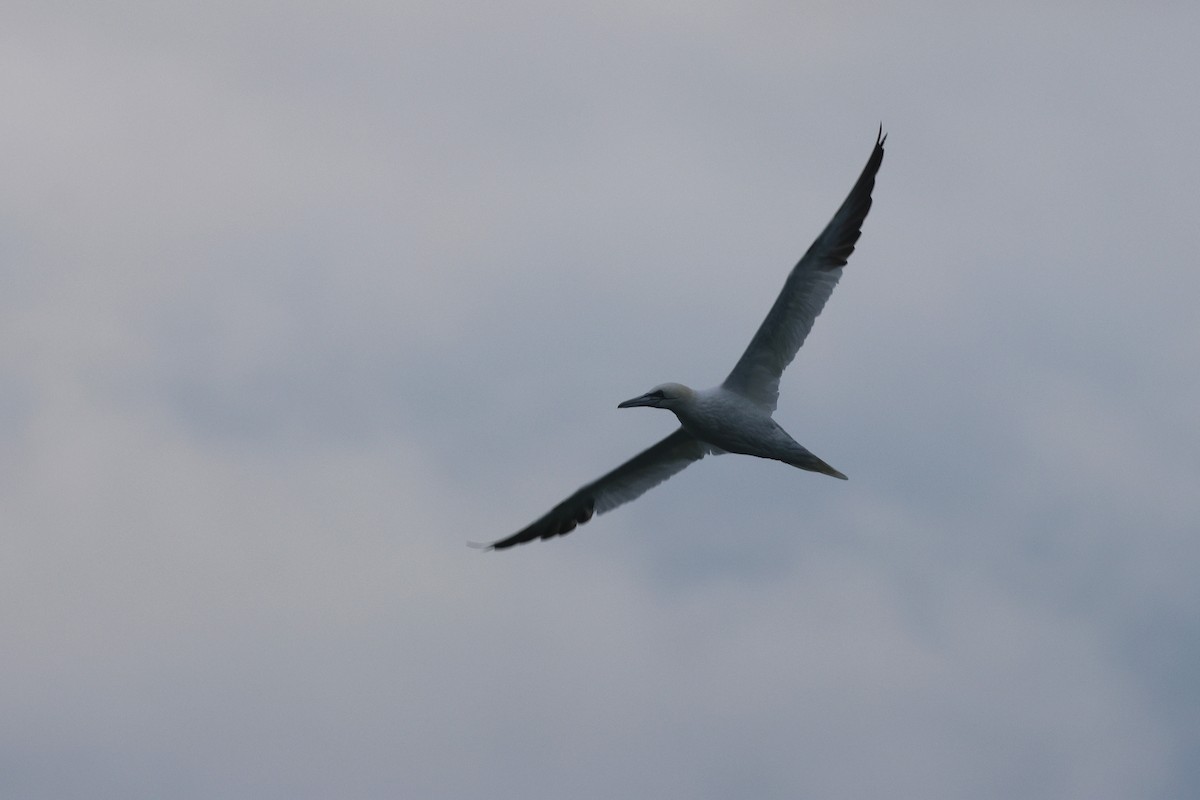 Northern Gannet - ML644901610